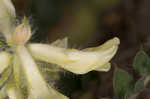 Tennessee milkvetch